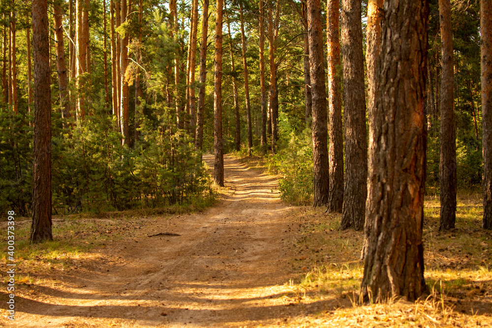 Fototapeta premium Image of a rural road in the Siberia forest
