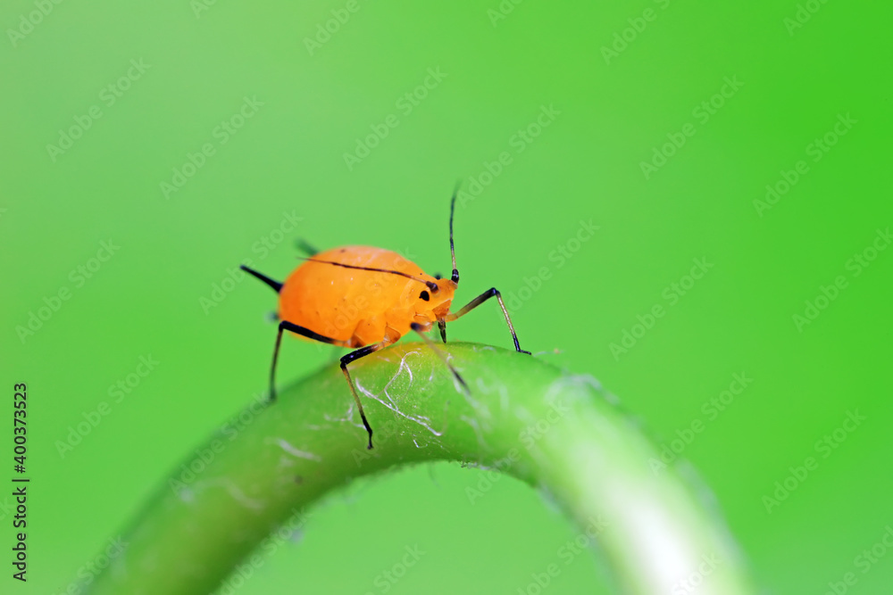 Aphids crawl on green plants Aphids crawl on green plants