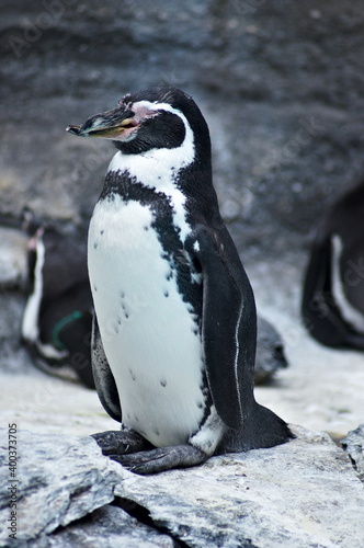 Little cute black and white penguin