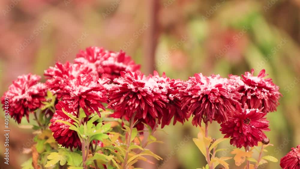 Close-up of red flowers with snowballs swaying from the wind. First snowfall in early winter. Change in nature when the seasons change. New year holiday is coming soon. Warm soft light. 4K. Close-up of red flowers with snowballs swaying from the wind. First snowfall in early winter. Change in nature when the seasons change. New year holiday is coming soon. Warm soft light. 4K.