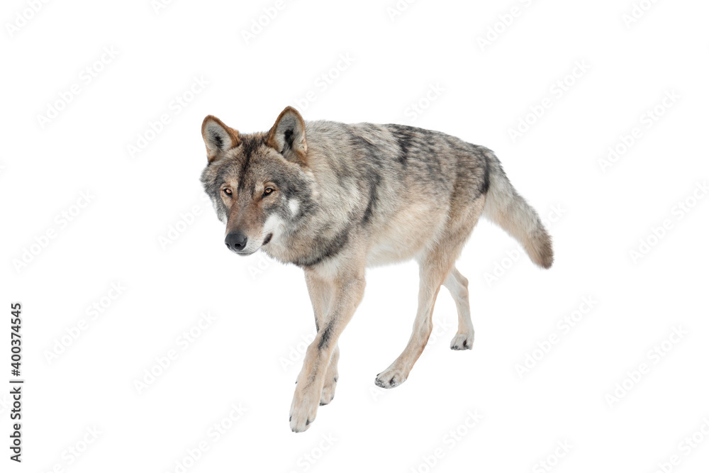 Obraz premium Standing gray wolf in the snow in winter isolated on white background.