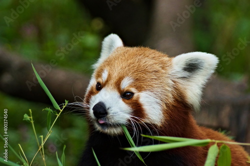 Little cute red panda eating
