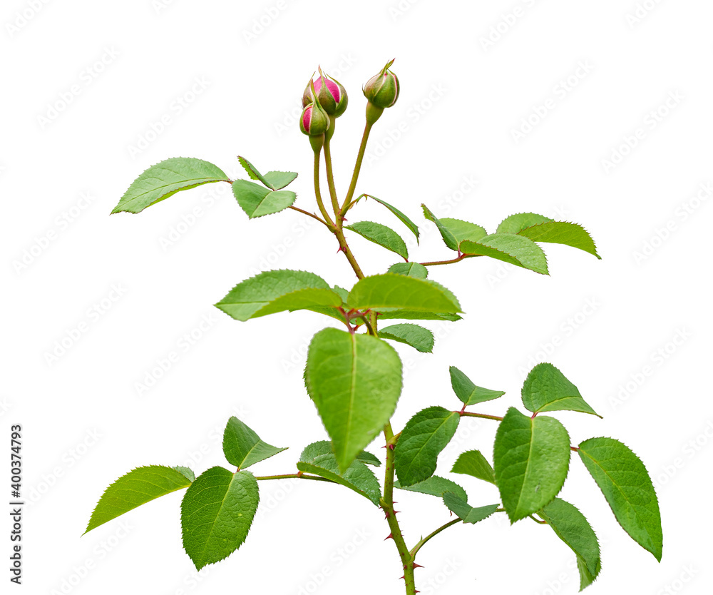 rose bud isolated on white background rose bud isolated on white background
