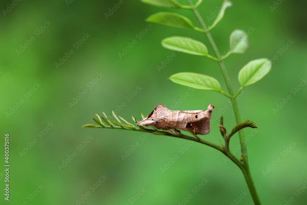 Moths on leaves in nature, North China Plain Moths on leaves in nature, North China Plain