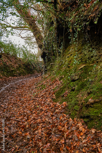 path in autumn forest