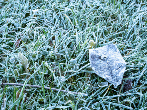 Wiese mit Frost am Morgen photo