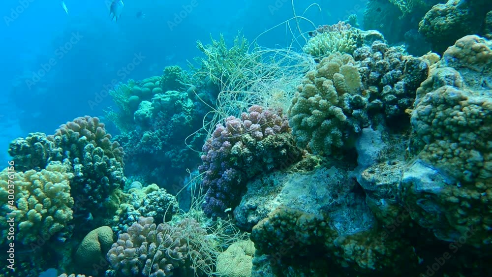 Skein of fishing line hanging from coral. Lost fishing line hang underwater on the coral reef. Problem of ghost gear - any fishing gear that has been abandoned, lost or otherwise discarded Skein of fishing line hanging from coral. Lost fishing line hang underwater on the coral reef. Problem of ghost gear - any fishing gear that has been abandoned, lost or otherwise discarded