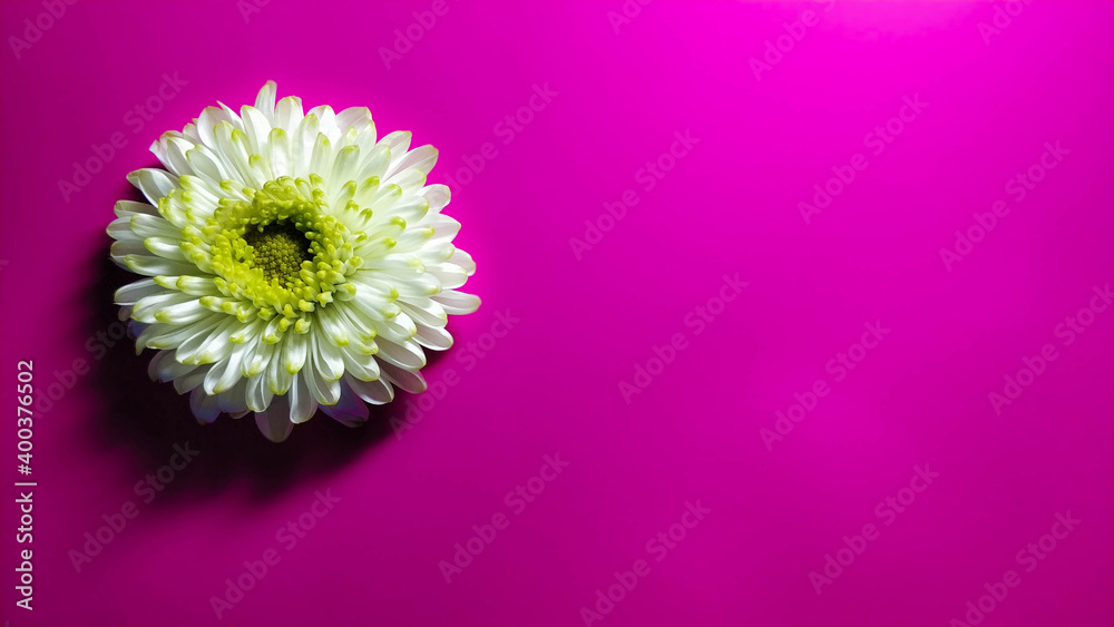 One white chrysanthemum on a pink background One white chrysanthemum on a pink background