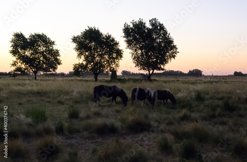 Three horses gazing in the sunset with three trees