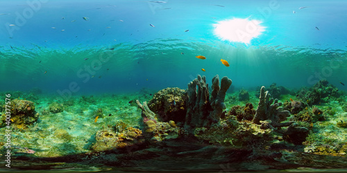 Underwater Colorful Tropical Fishes. Tropical underwater sea fishes. Philippines. Virtual Reality 360.