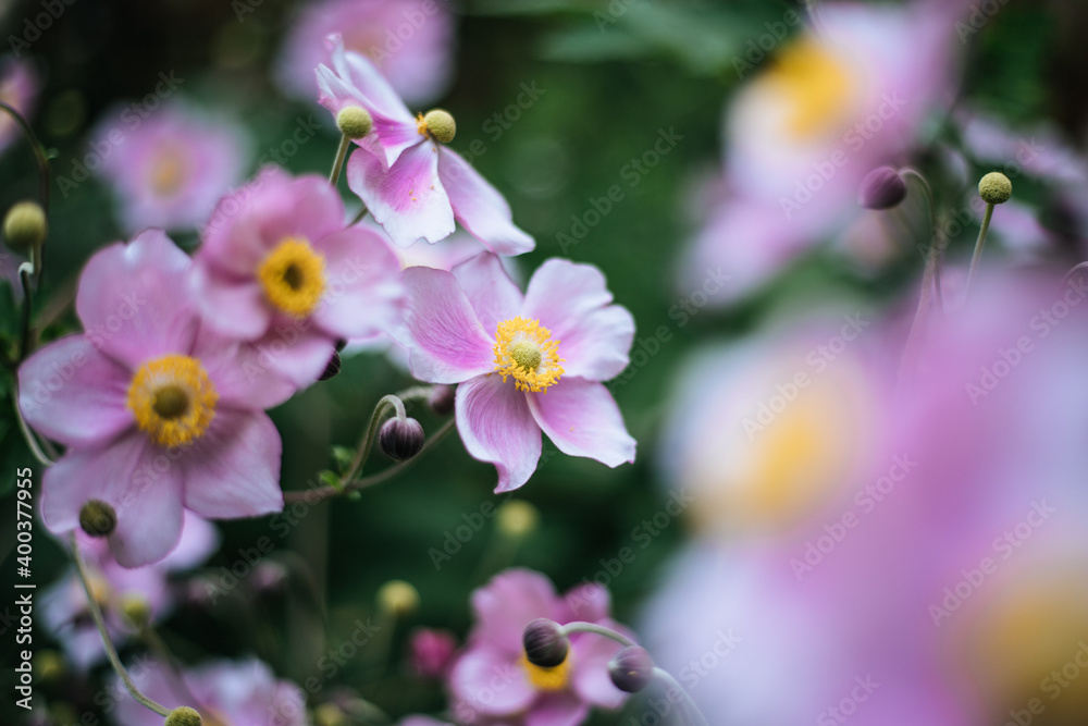 Violet and pink blooming flowers in the own garden, close up in spring