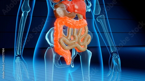 An illustration 3D of intestines