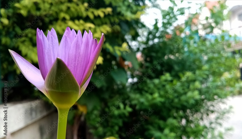 Fototapeta premium pink lotus