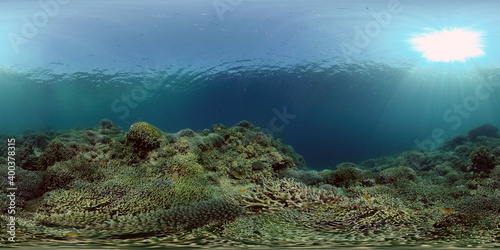 Underwater fish reef marine. Tropical colourful underwater seascape. Philippines. 360 panorama VR