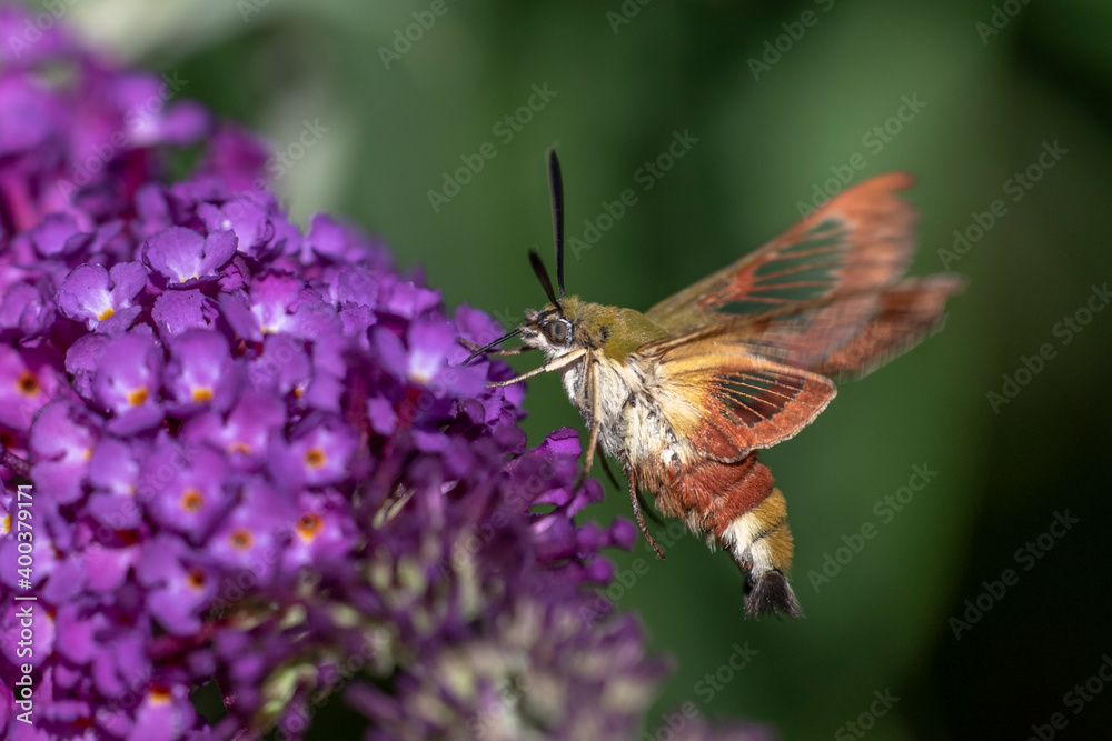 Hummelschwärmer (Hemaris fuciformis) Hummelschwärmer (Hemaris fuciformis)