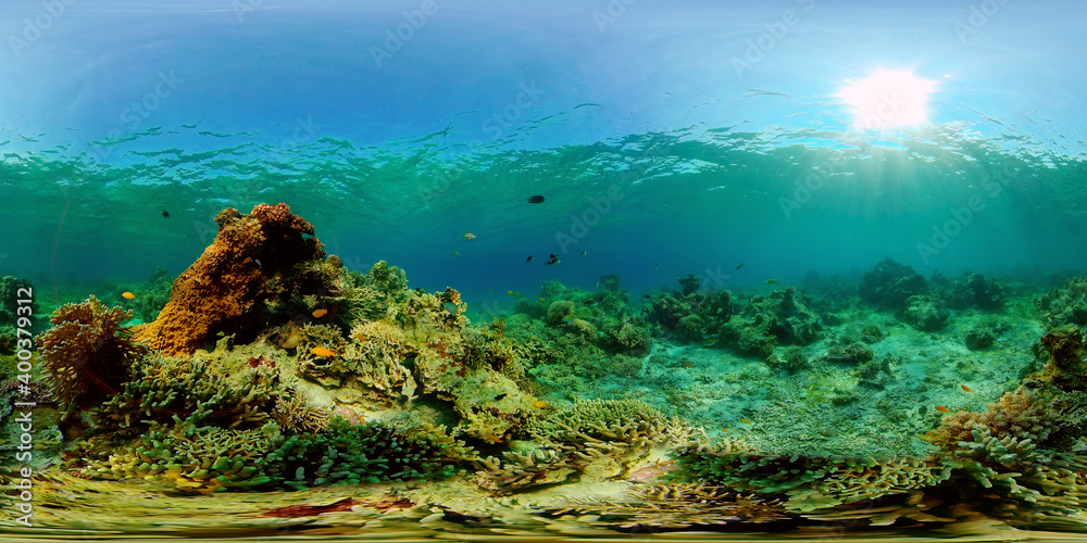 Tropical fishes and coral reef at diving. Beautiful underwater world with corals and fish. 360 panorama VR