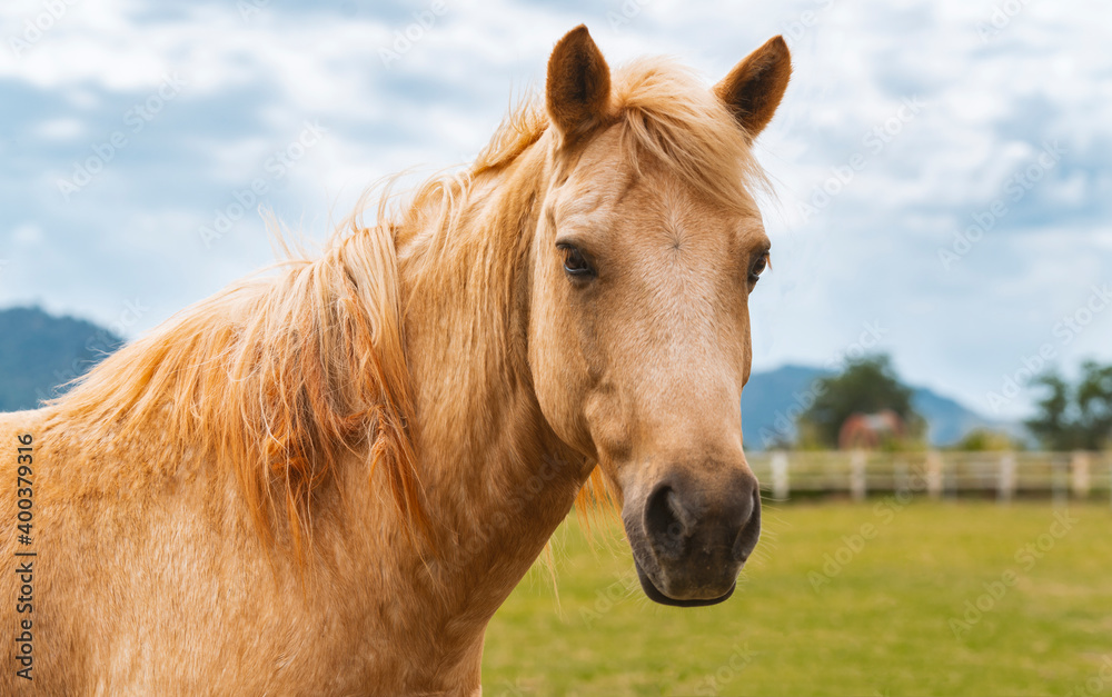 Close up portrait of young horse in farm with background of mountainscape and cloudy sky. Light brown horse is looking at camera.
