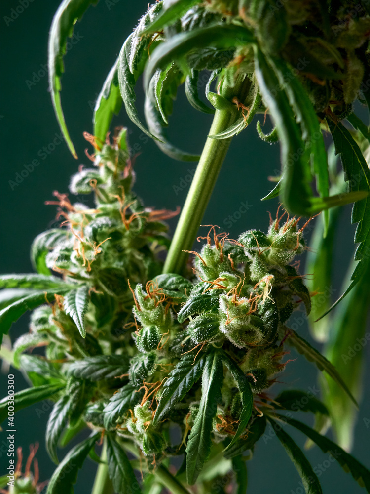 Fototapeta premium Medical marijuana bud or hemp plant blossom with leaves on the green background