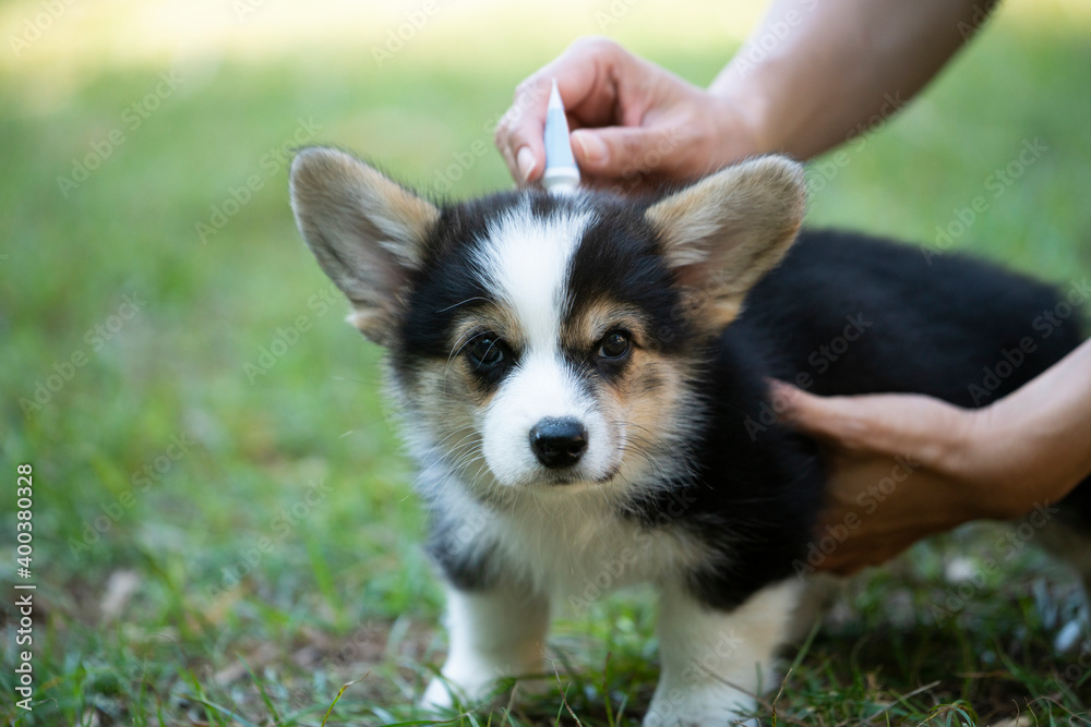 Close up woman applying tick and flea prevention treatment and medicine to her corgi dog or pet