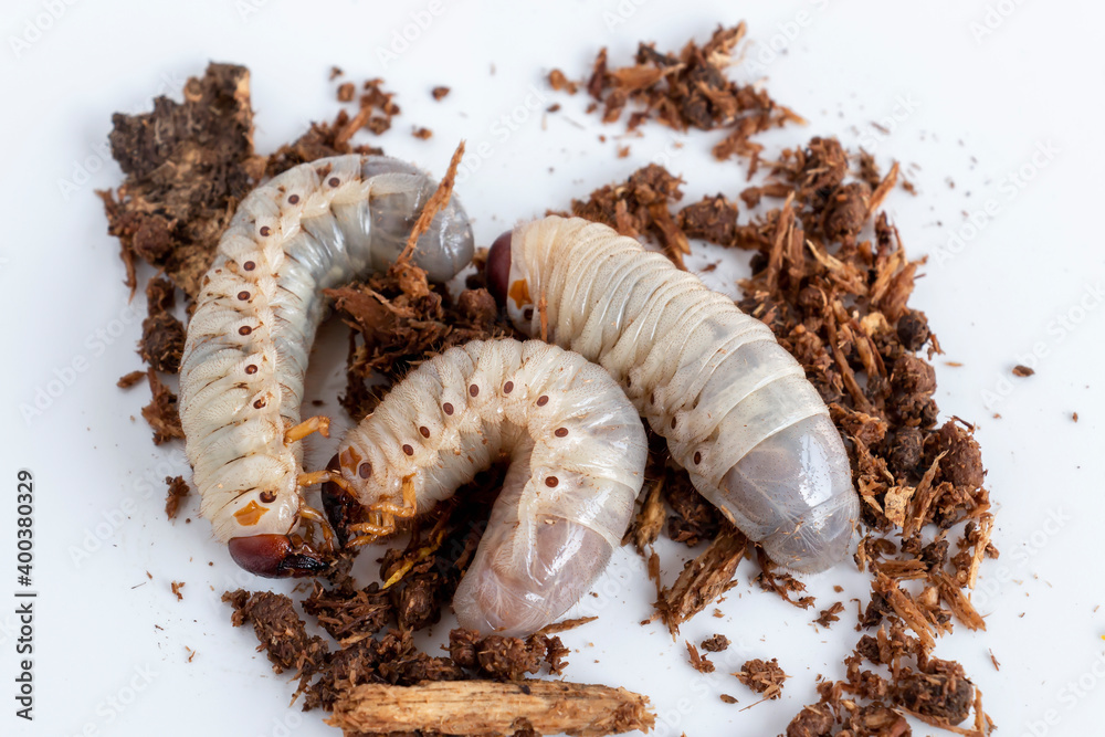 Grub Worms or Rhinoceros Beetle grow in soil on farm which agriculture  gardening. Worm insects for eating as food, it is good source of protein  edible. Environment and Entomophagy concept. Photos