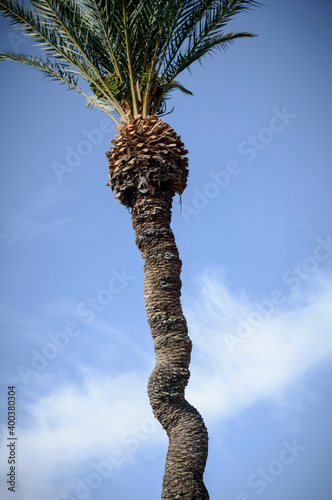 Palmera rizada