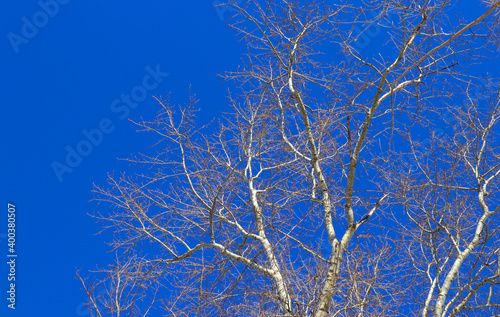 A tree without leaves against a bright blue sky. Bare branches look beautiful in winter.