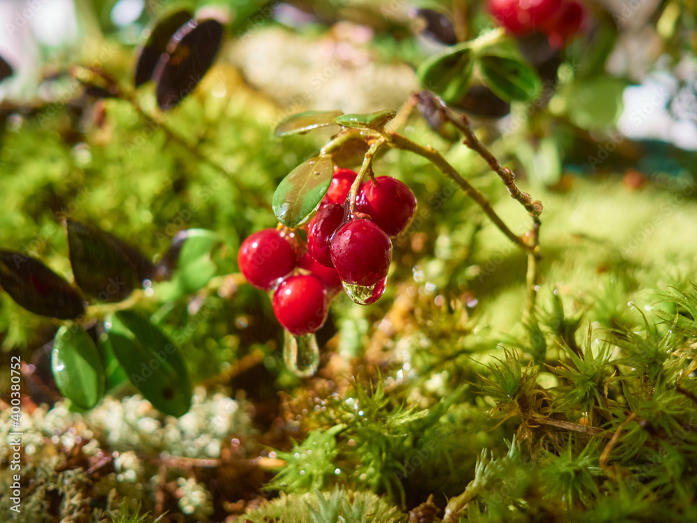 Obraz premium Red ripe lingonberry on natural forest background