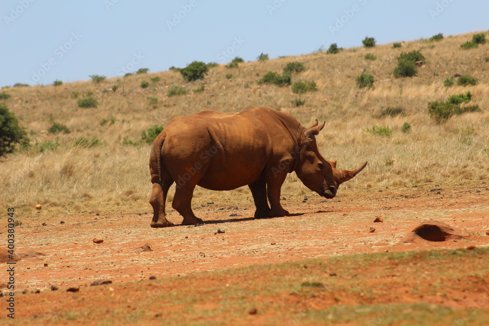 Fototapeta premium Rhino and Lion Nature Reserve, Krugersdorp, South Africa.