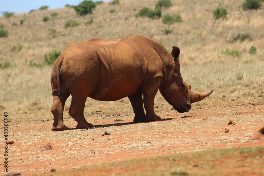 Fototapeta premium Rhino and Lion Nature Reserve, Krugersdorp, South Africa.