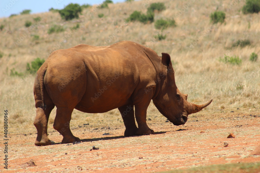 Fototapeta premium Rhino and Lion Nature Reserve, Krugersdorp, South Africa.