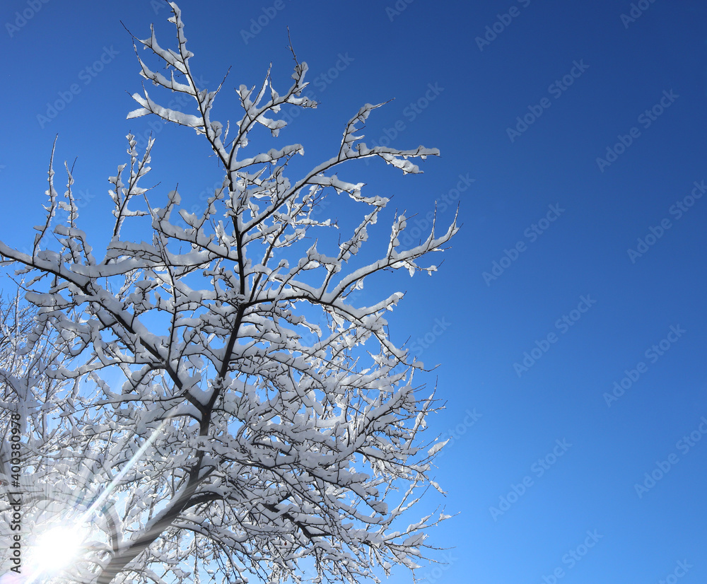 Snow covered tree on a winter sunny day. Beautiful close-up view of dark tree branches with white snow against a bright blue sky.