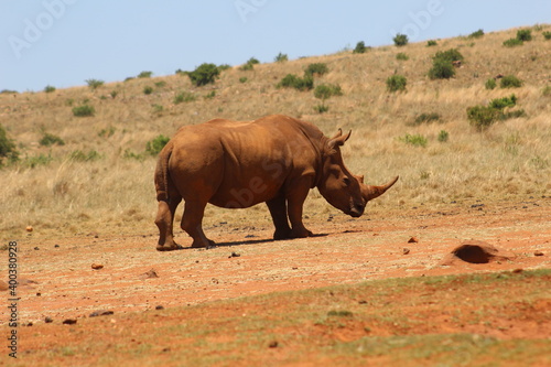 Rhino and Lion Nature Reserve  Krugersdorp  South Africa.