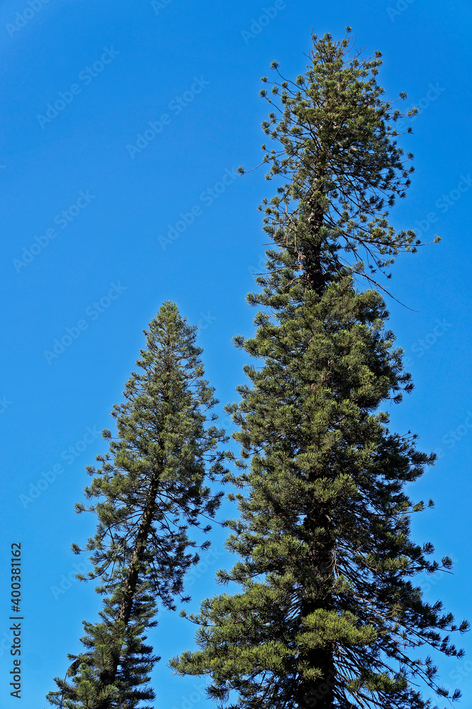 Centenary pine trees in a square of Belo Horizonte, Brazil Centenary pine trees in a square of Belo Horizonte, Brazil