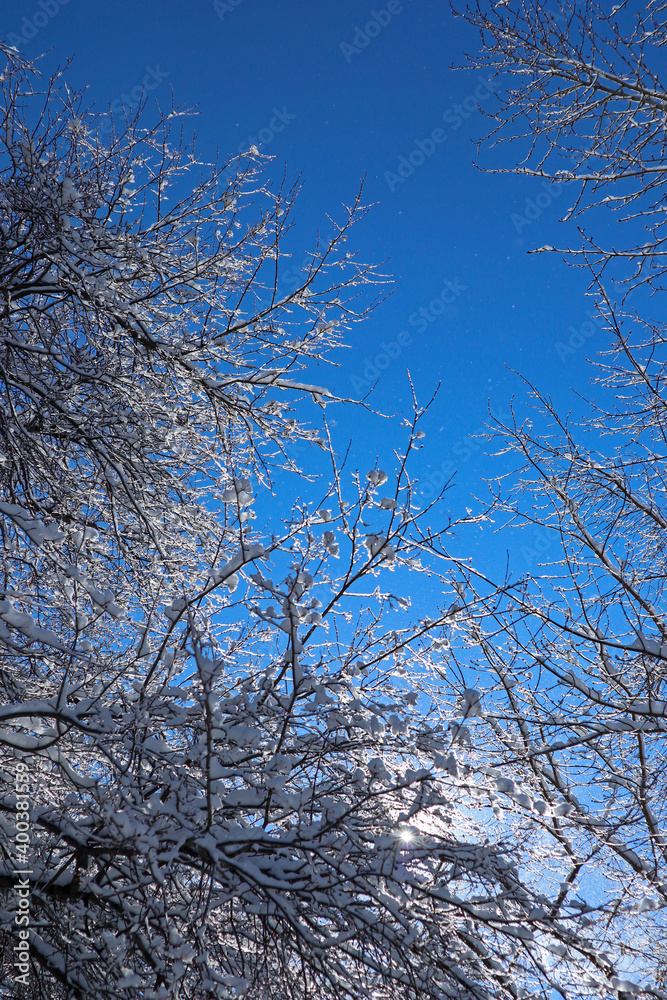 Tree branches with snow on a winter sunny day. A lot of small sparkling snowflakes fly in the air. A lot of small sparkling snowflakes fly in the air.
Gentle wind, light breeze kicks up snowflakes. Tree branches with snow on a winter sunny day. A lot of small sparkling snowflakes fly in the air. A lot of small sparkling snowflakes fly in the air.
Gentle wind, light breeze kicks up snowflakes.