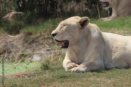 Rhino and Lion Nature Reserve  Krugersdorp  South Africa.