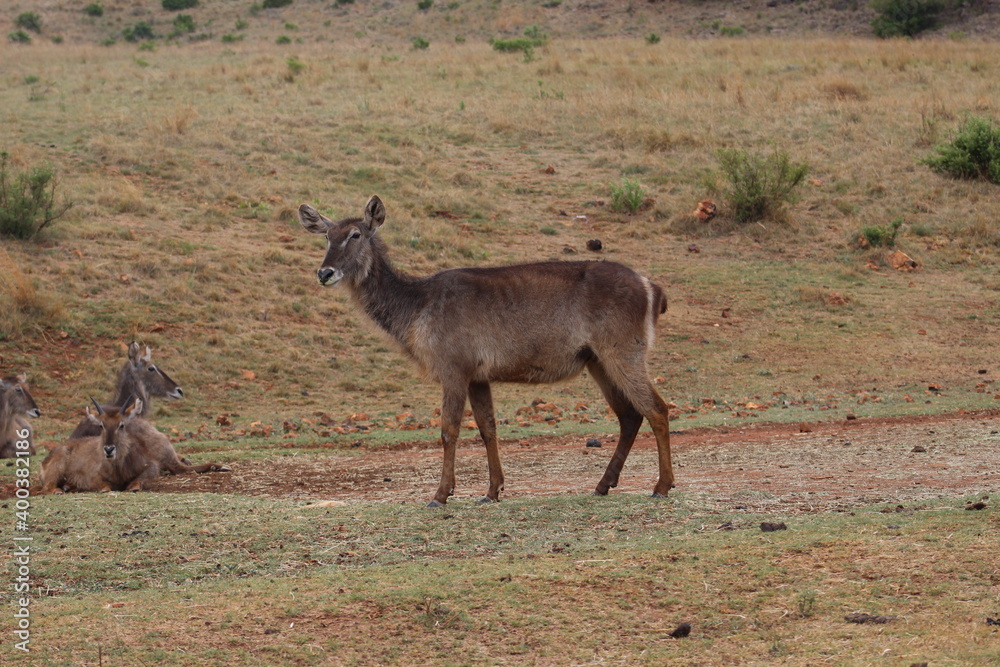 Obraz premium Rhino and Lion Nature Reserve, Krugersdorp, South Africa.