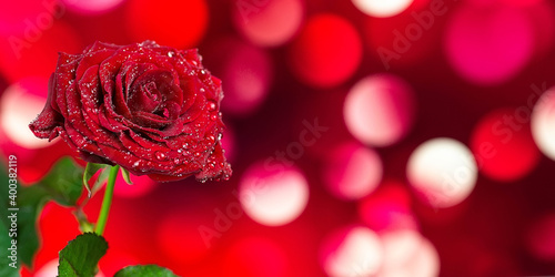 Red rose in a romantic background. © alexbush