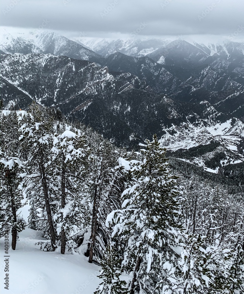 Fototapeta premium snow covered trees