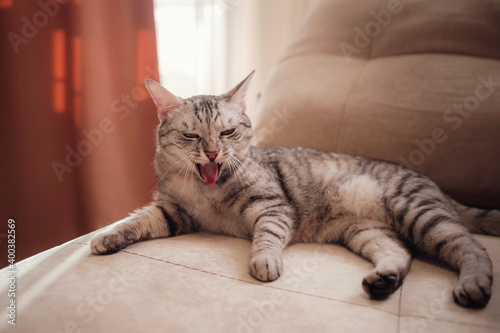 a funny gray cat rests on the sofa on a sunny day