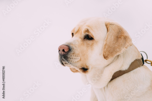 Portrait Of Labrador Dog On Winter White Snow Background
