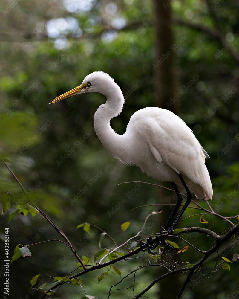 Great White Egret Stock Photo. Close-up profile view perched on a branch with a blur background displaying white feathers plumage in its environment and habitat. Image. Picture. Portrait. Great White Egret Stock Photo. Close-up profile view perched on a branch with a blur background displaying white feathers plumage in its environment and habitat. Image. Picture. Portrait.
