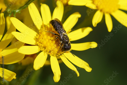 Female bee species Heriades truncorum, family Megachilidae on the flowers of common ragwort (Jacobaea vulgaris). Family Mints (Asteraceae or Compositae). July, in a Dutch garden.  photo