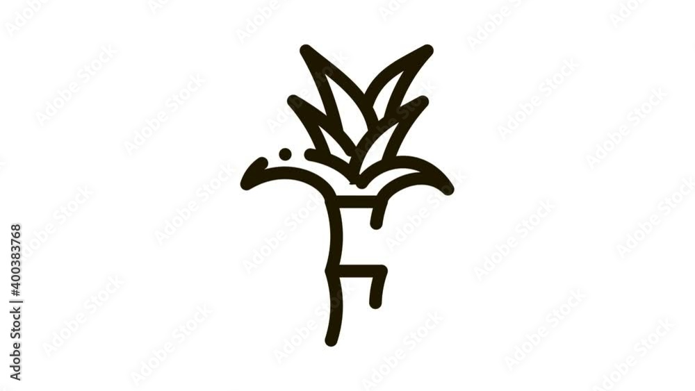 Sugar Cane Plant Icon Animation. black Sugar Cane Plant animated icon on white background Sugar Cane Plant Icon Animation. black Sugar Cane Plant animated icon on white background