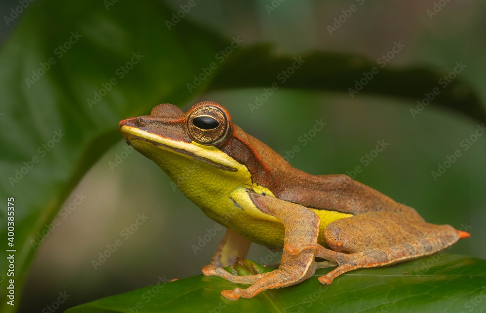 Obraz premium frog on a leaf