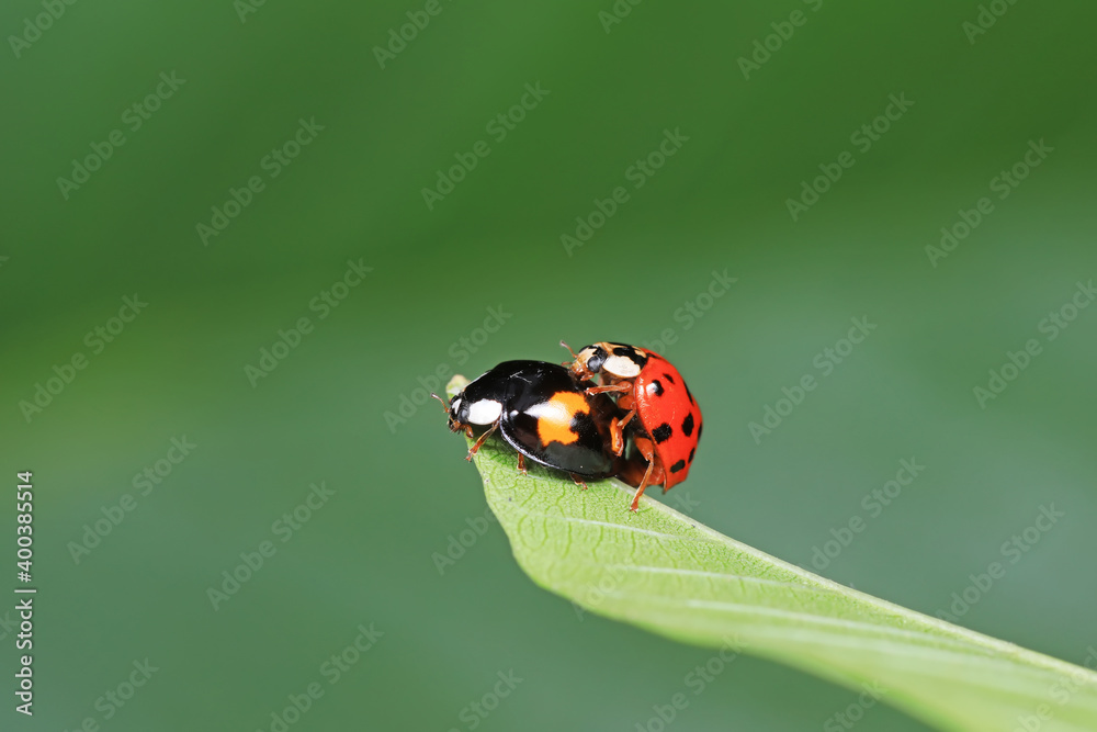 Fototapeta premium Ladybugs mate on weeds, North China Plain