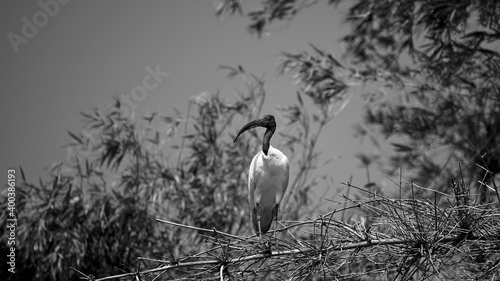 Ranganathittu bird sanctuary:Black-headed ibis (Threskiornis melanocephalus), also known as the Oriental white ibis, Indian white ibis, and black-necked ibis resting on a dead bamboo tree branch