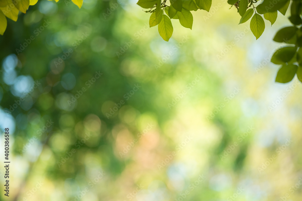 Obraz premium Nature of green leaf in garden at summer. Natural green leaves plants using as spring background cover page greenery environment ecology wallpaper