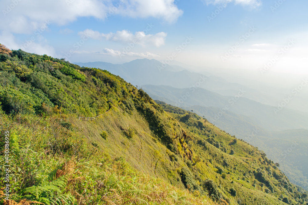 Naklejka premium Mountain forest