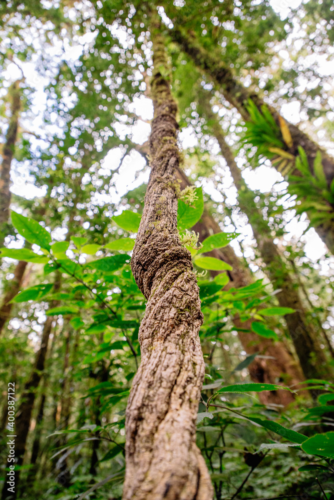 Beautiful, dense vegetation from the cloud-forests
Beautiful, dense vegetation from the cloud-forests