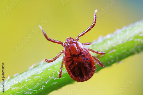 Ticks live on wild plants in the North China Plain